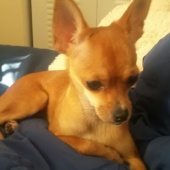 Meet your Posher, Tata - Picture 1 of 1